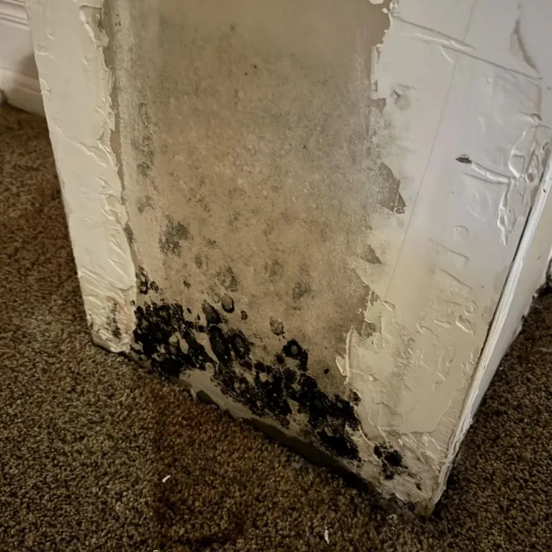 Professional Mold Removal in Ottawa County, OK